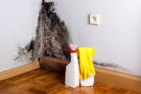 Best Black Mold Removal in Corpus Christi, TX